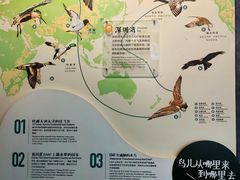 -福田红树林生态公园