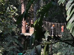 -西双版纳原始森林公园