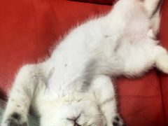 -关爱宠物医院·猫科中心·消化科(滨湖万达分院)