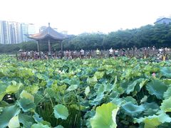-南宁南湖公园
