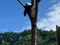 -都江堰中华大熊猫苑