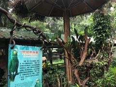 -广州长隆飞鸟乐园