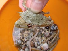 -红树林天天赶海
