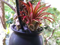 -杭州植物园