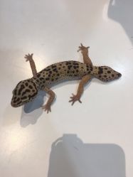 -Moni星球萌宠·小马宝莉·灵蛇·高端高阶全萌宠互动体验俱乐部(红豆国际广场店)