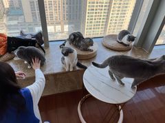 -Catmate·猫肥家润(金润铂宫店)
