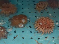 -日丰园海肠水饺·老字号大连海鲜(小平岛总店)