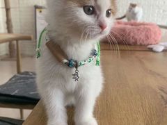 -平行世界·猫咖(首经贸店)