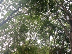 -东莞植物园