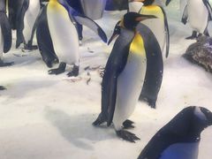 -凯莉-塔尔敦海洋生物水族馆