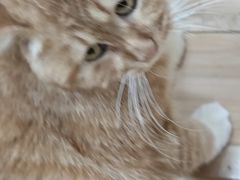 -宠福鑫康馨动物医院·骨科·眼科