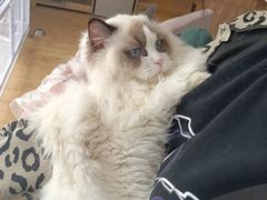 -喵百万·布偶·蓝金金渐层英短·猫舍(百子湾店)