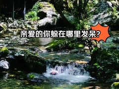 -牛背梁国家森林公园