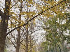 -三里屯东五街银杏大道