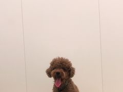 -美联众合爱康动物医院•复杂内科•肿瘤科•牙科•腔镜诊疗中心
