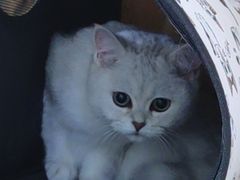 -美联众合动物医院·24h京西诊疗中心