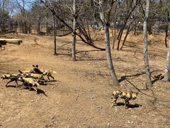 -大连森林动物园