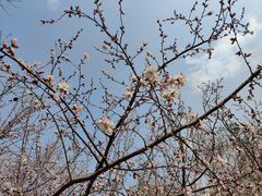 -大兴滨河森林公园