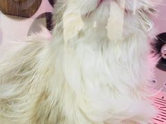 -FAELING PETS美天灵宠物(富力广场店)
