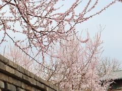 -春风习习