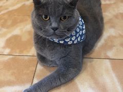 -凯特喵百思猫专科医院