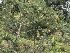 -洈水谣 · 地道荆州松滋菜(菱角湖公园店)