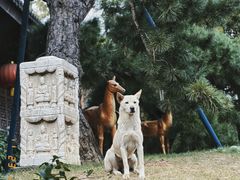 -龙华寺