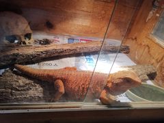 -Rabbit Cafe私房西餐甜点咖啡(栖霞路店)