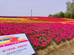 -杭州湾海上花田景区