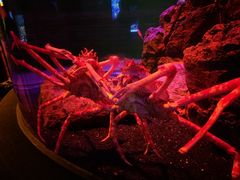 -暹罗海洋世界