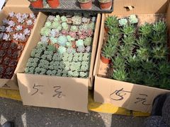 -宝鸡东道花鸟鱼虫市场(吉利花园商场店)