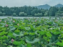 -苏堤停车场