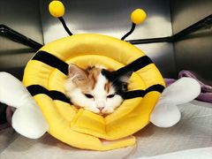 -宠爱国际动物医院· 猫科· 外科·中兽医(长白店)