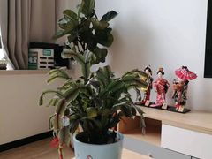 -八号公馆·老上海SPA(深圳北站店)