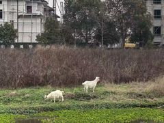 -径山花海