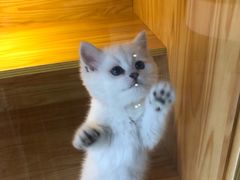-小猫来了·猫舍(红山六九七九店)