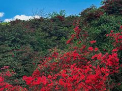 -贵州百里杜鹃风景名胜区
