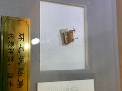 -上海昆虫博物馆