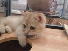 -袖虎·猫馆(体育西路店)