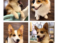 -柯斗斗主题餐厅·狗咖·围炉煮茶·茶饮(国瑞升平里店)