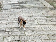 -宝通禅寺