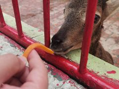 -荆州中山公园动物园