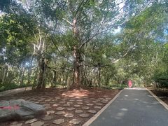 -中国科学院西双版纳热带植物园