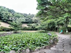 -汉拿树木园