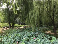 -郑州植物园