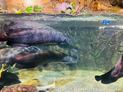 -太平洋海底世界