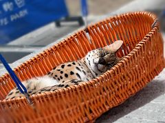 -北京野生动物园