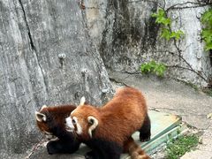 -灵玲国际马戏城