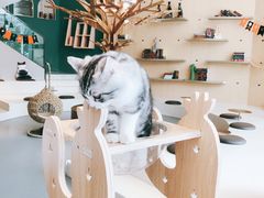 -飞行喵MR PILOT|猫舍·猫咖(静安大融城店)