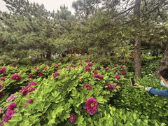 -太阳宫公园